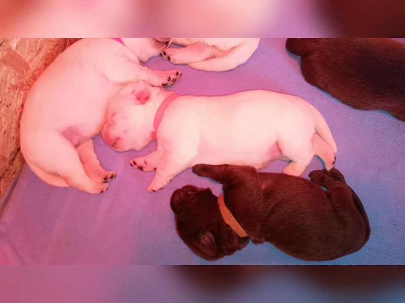 Labrador Retriever Welpen Reinrassig mit Ahnentafel Tolle Farben