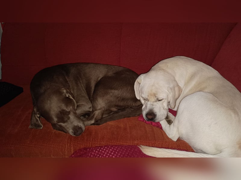 Labrador Retriever Welpen Reinrassig mit Ahnentafel Tolle Farben