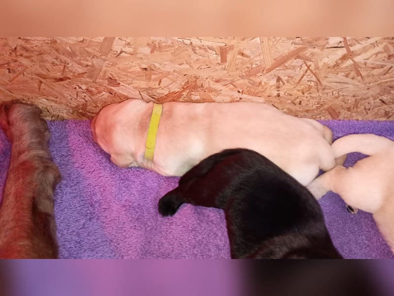 Labrador Retriever Welpen Reinrassig mit Ahnentafel Tolle Farben