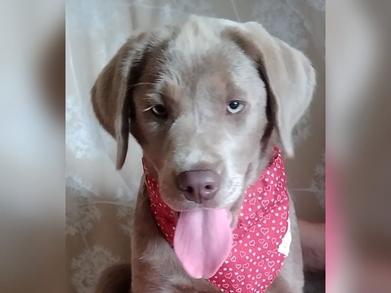 Wir haben ab sofort Labrador Welpen in der Farbe Silber abzugeben