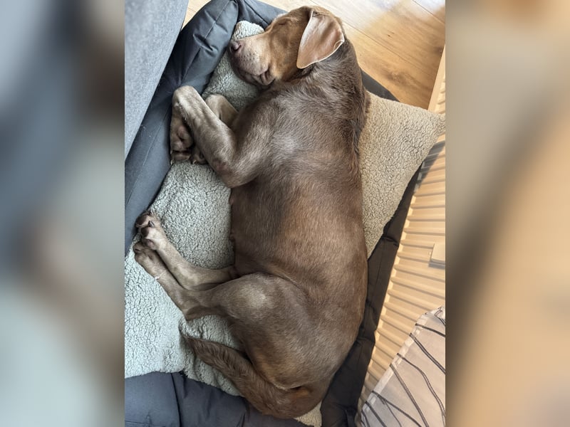 Labrador Mischlingshündin