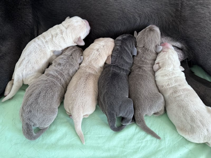 Labrador Welpen  Hündin Silber  Mädchen Silber