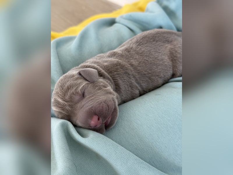 Labrador Welpen  Hündin Silber  Mädchen Silber