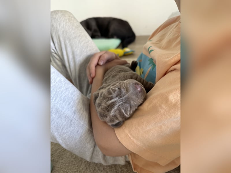 Labrador Welpen  Hündin Silber  Mädchen Silber