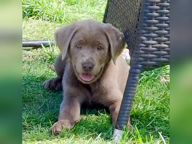 Typvolle Labrador Welpen in silver
