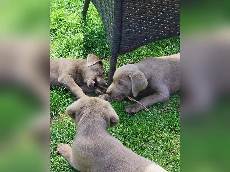 Typvolle Labrador Welpen in silver