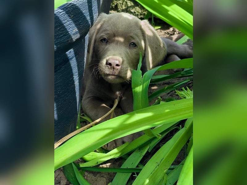 Typvolle Labrador Welpen in silver