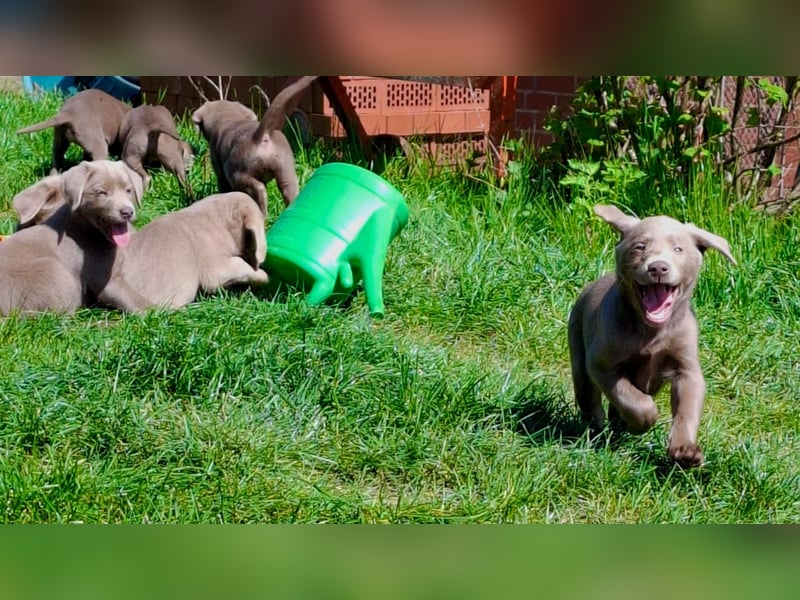 Typvolle Labrador Welpen in silver