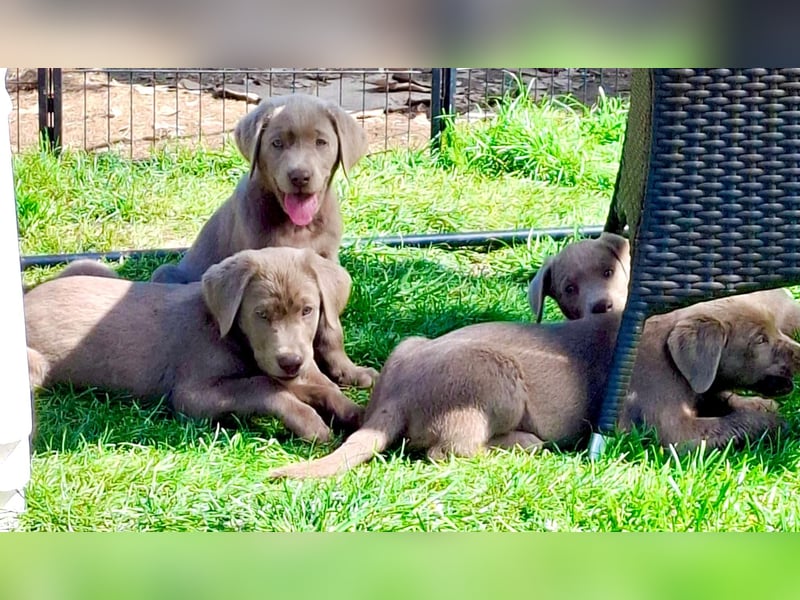 Typvolle Labrador Welpen in silver