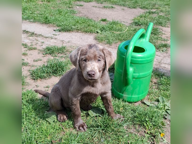 Typvolle Labrador Welpen in silver