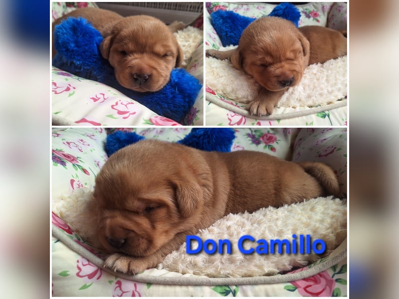 Labrador Welpen Gelb Foxred