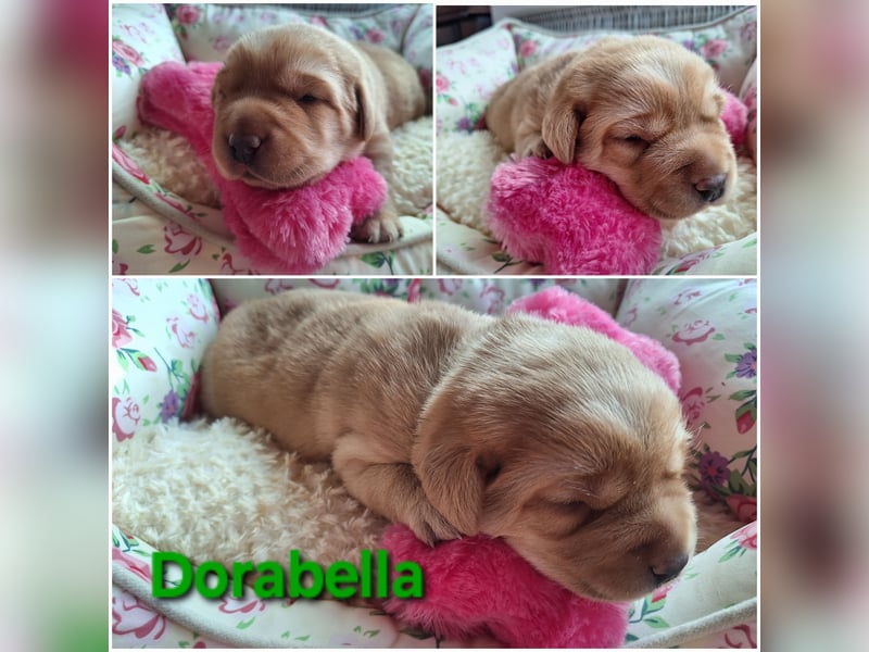 Labrador Welpen Gelb Foxred