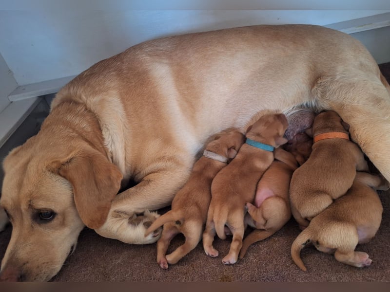 Labrador Welpen Gelb Foxred