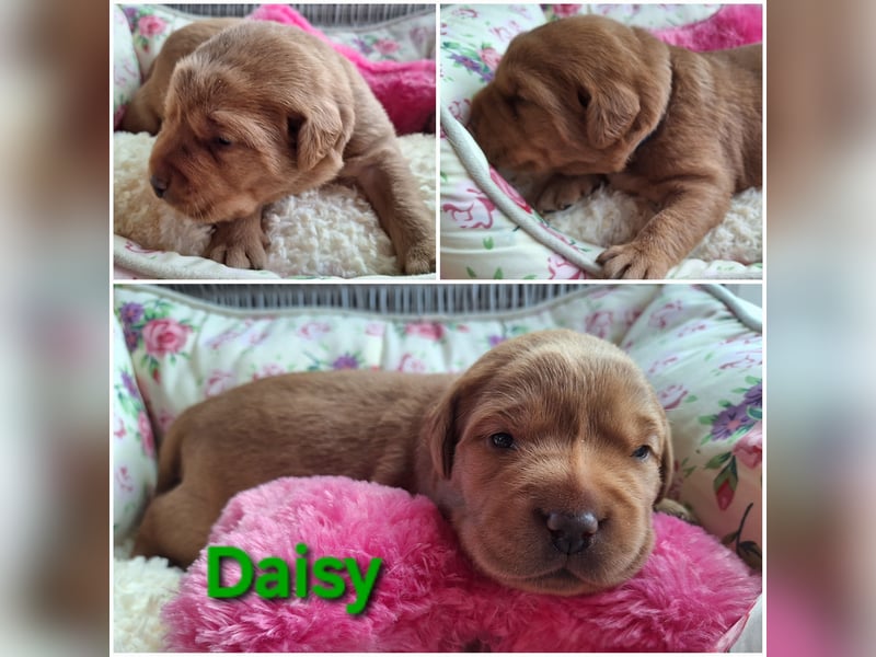 Labrador Welpen Gelb Foxred