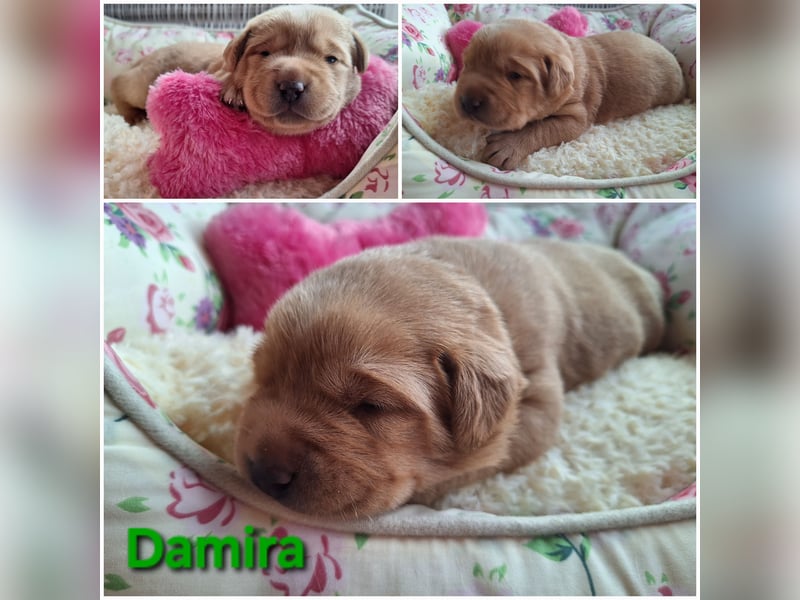 Labrador Welpen Gelb Foxred