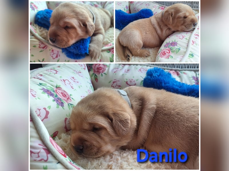 Labrador Welpen Gelb Foxred