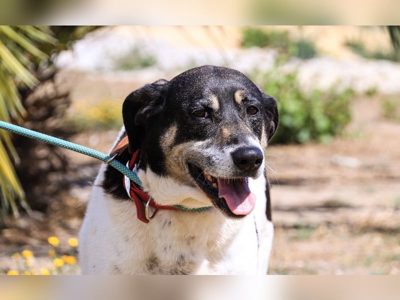 Maggi, Mix Labrador / Rafeiro Alentejano, lieb und sozial