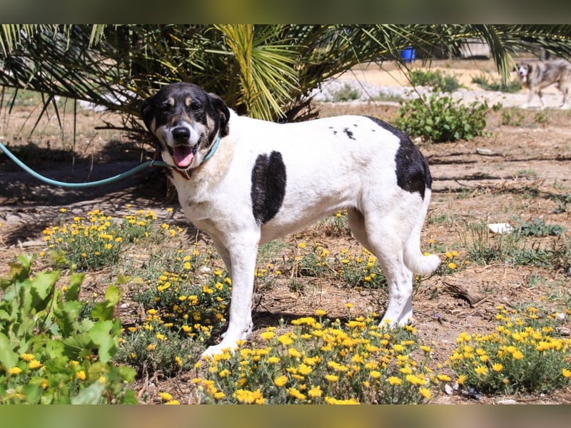 Maggi, Mix Labrador / Rafeiro Alentejano, lieb und sozial
