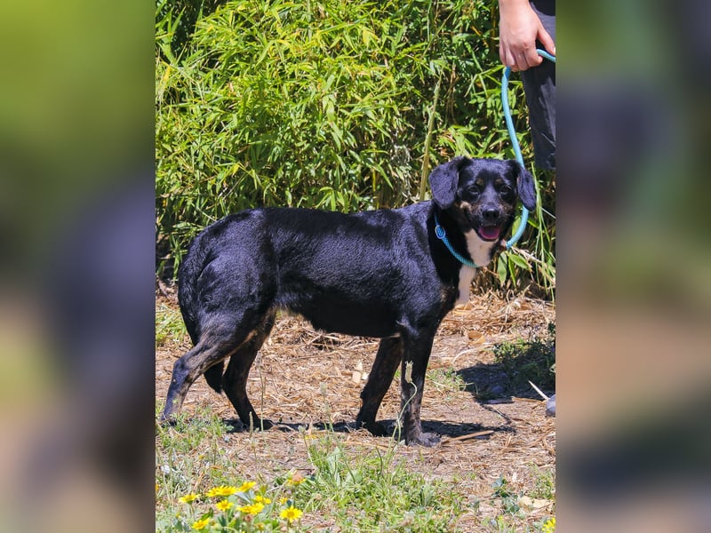 Joia, Mix Labrador / Appenzeller Sennenhund, lieb und sozial