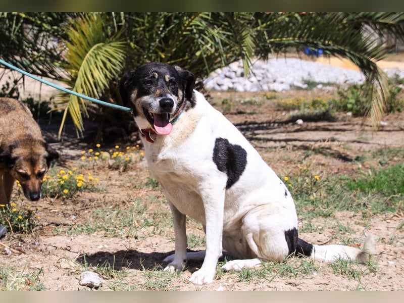 Maggi, Mix Labrador / Rafeiro Alentejano, lieb und sozial