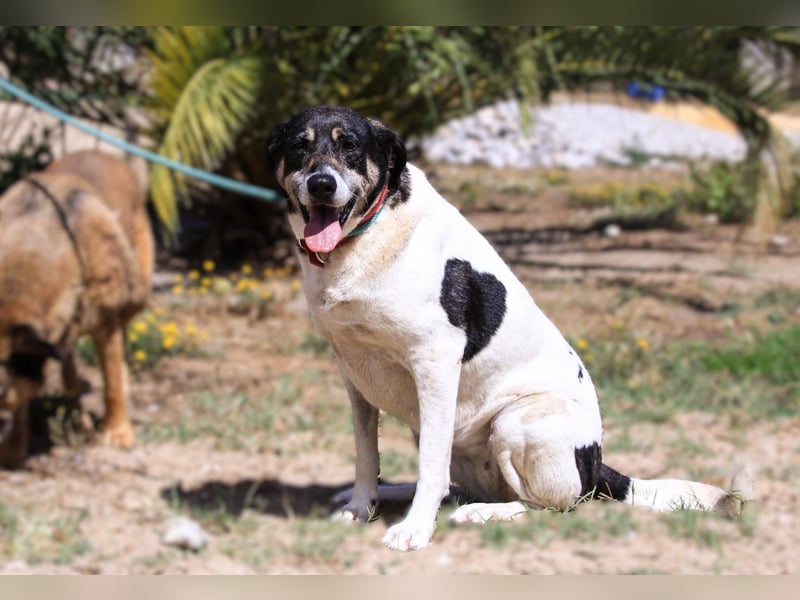Maggi, Mix Labrador / Rafeiro Alentejano, lieb und sozial