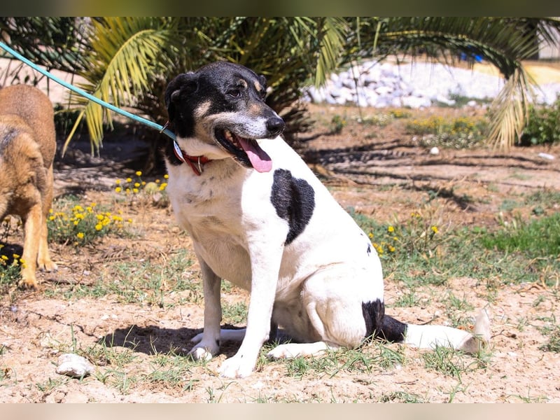 Maggi, Mix Labrador / Rafeiro Alentejano, lieb und sozial