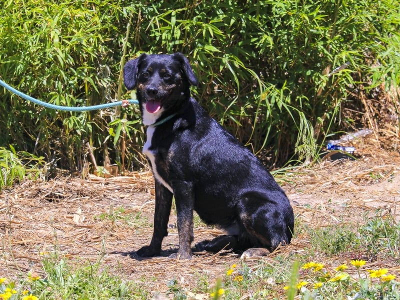 Joia, Mix Labrador / Appenzeller Sennenhund, lieb und sozial