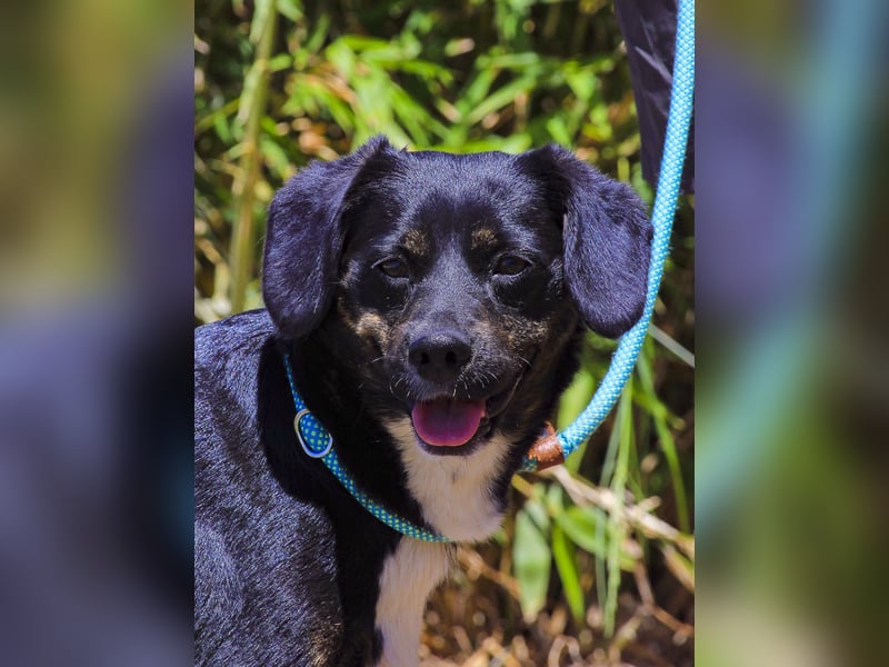Joia, Mix Labrador / Appenzeller Sennenhund, lieb und sozial
