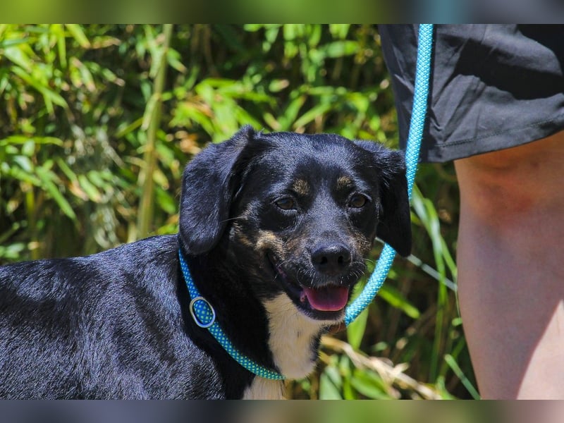 Joia, Mix Labrador / Appenzeller Sennenhund, lieb und sozial