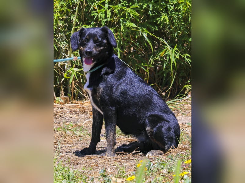 Joia, Mix Labrador / Appenzeller Sennenhund, lieb und sozial