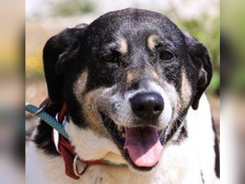 Maggi, Mix Labrador / Rafeiro Alentejano, lieb und sozial