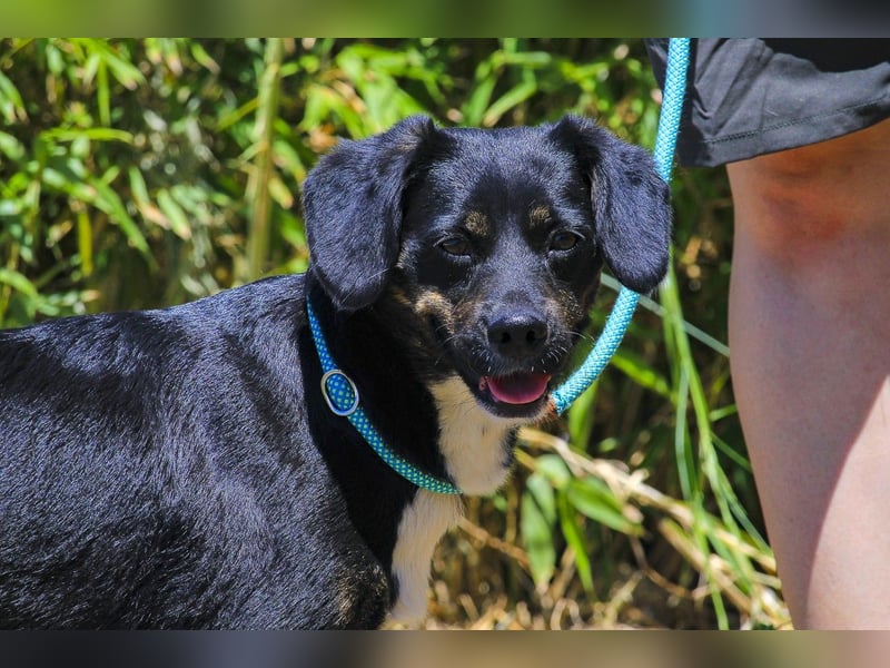 Joia, Mix Labrador / Appenzeller Sennenhund, lieb und sozial