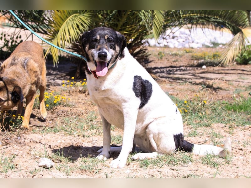 Maggi, Mix Labrador / Rafeiro Alentejano, lieb und sozial