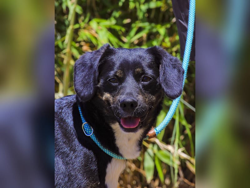 Joia, Mix Labrador / Appenzeller Sennenhund, lieb und sozial