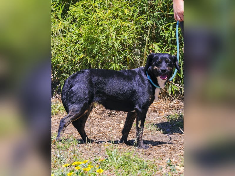 Joia, Mix Labrador / Appenzeller Sennenhund, lieb und sozial