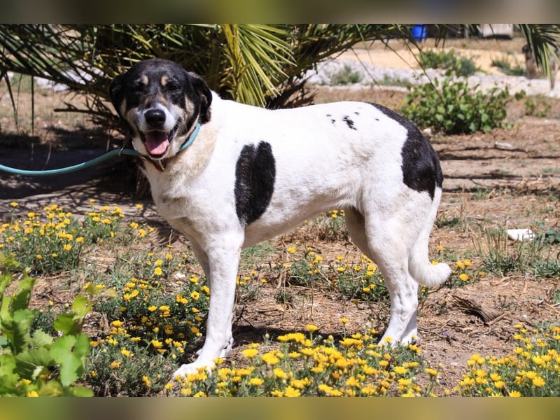 Maggi, Mix Labrador / Rafeiro Alentejano, lieb und sozial