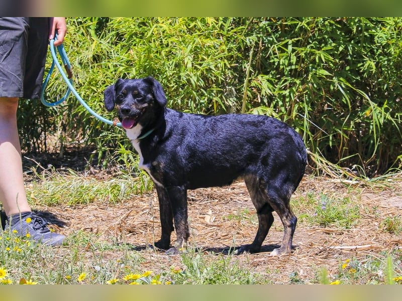 Joia, Mix Labrador / Appenzeller Sennenhund, lieb und sozial