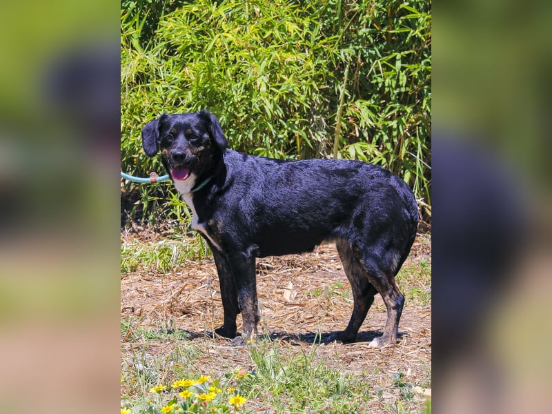 Joia, Mix Labrador / Appenzeller Sennenhund, lieb und sozial
