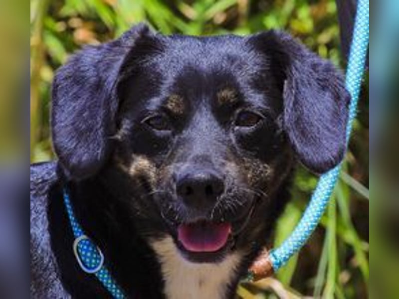 Joia, Mix Labrador / Appenzeller Sennenhund, lieb und sozial