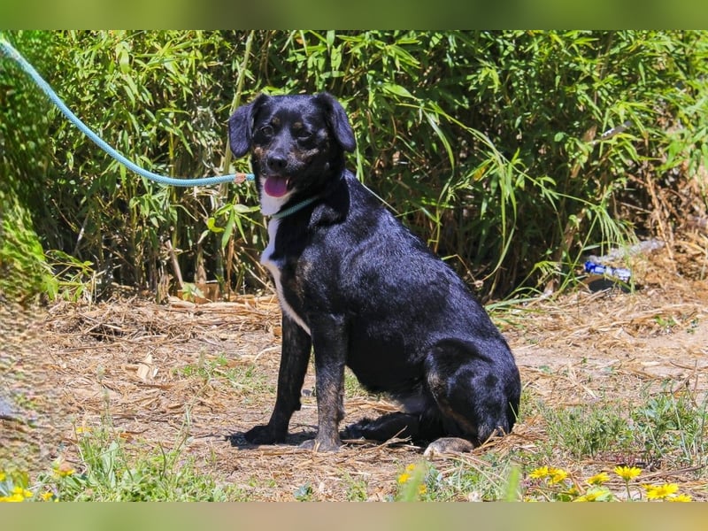 Joia, Mix Labrador / Appenzeller Sennenhund, lieb und sozial