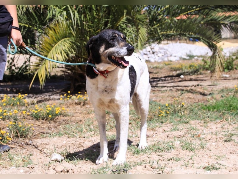Maggi, Mix Labrador / Rafeiro Alentejano, lieb und sozial