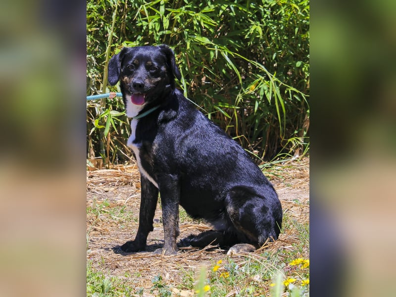 Joia, Mix Labrador / Appenzeller Sennenhund, lieb und sozial