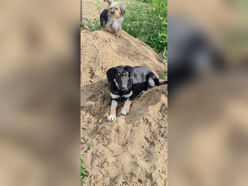 Pocahontas labrador mix Welpe sucht Zuhause