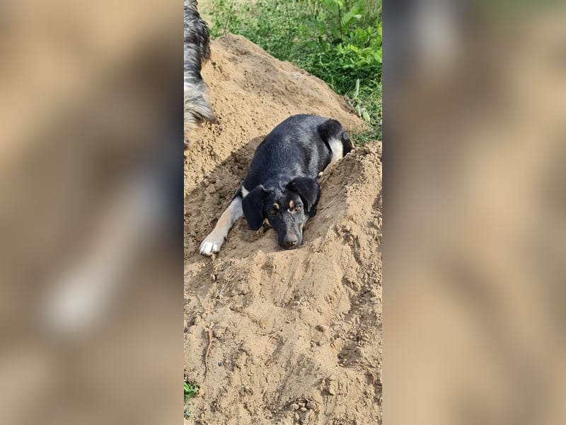 Pocahontas labrador mix Welpe sucht Zuhause