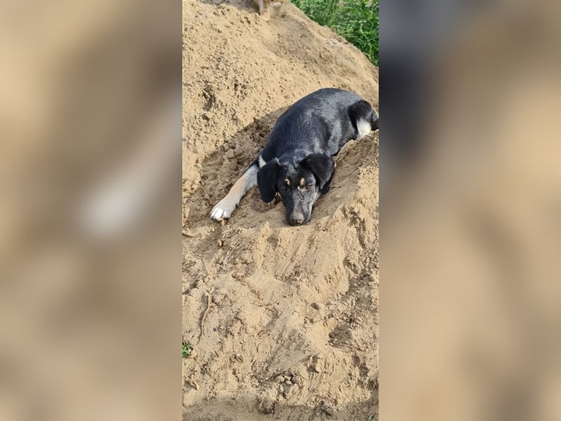 Pocahontas labrador mix Welpe sucht Zuhause