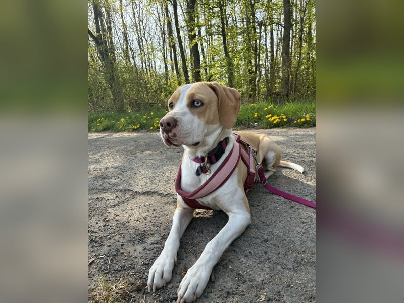 Labrador-Beagle-Mix Lucy sucht ihr "Für Immer Zuhause"
