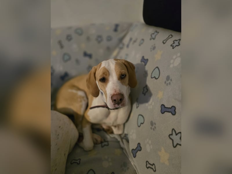 Labrador-Beagle-Mix Lucy sucht ihr "Für Immer Zuhause"