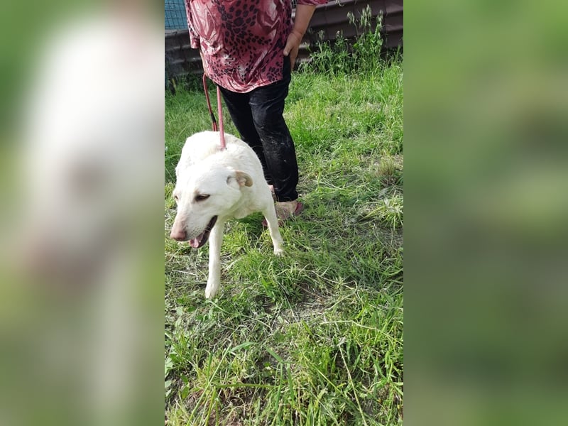 Malou - wunderschönes Labbi Mix Mädchen wartet in Rumänien, 2,5 Jahre