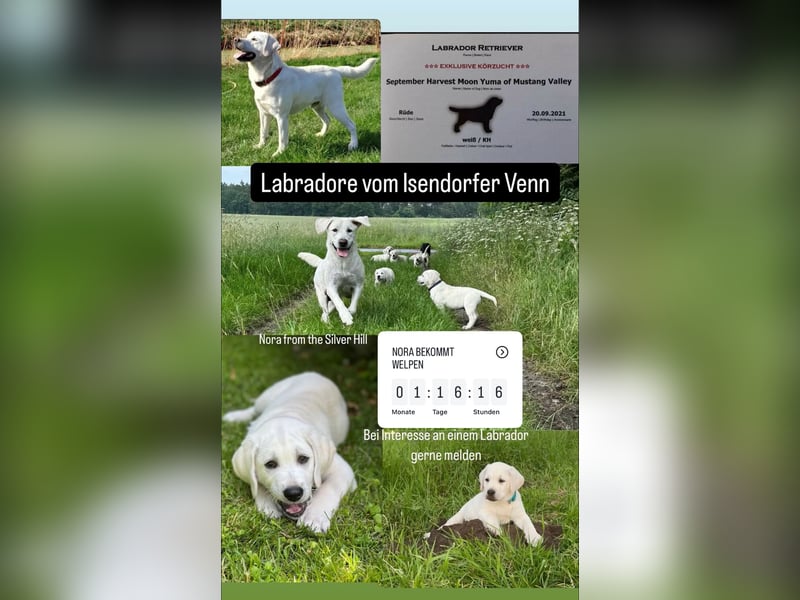 Familienhund / Labradorwelpen