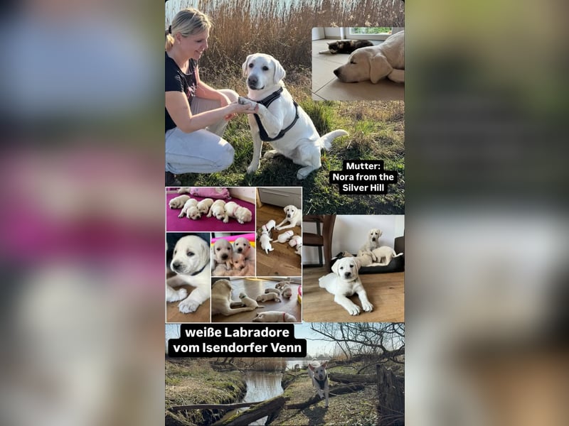 Familienhund / Labradorwelpen